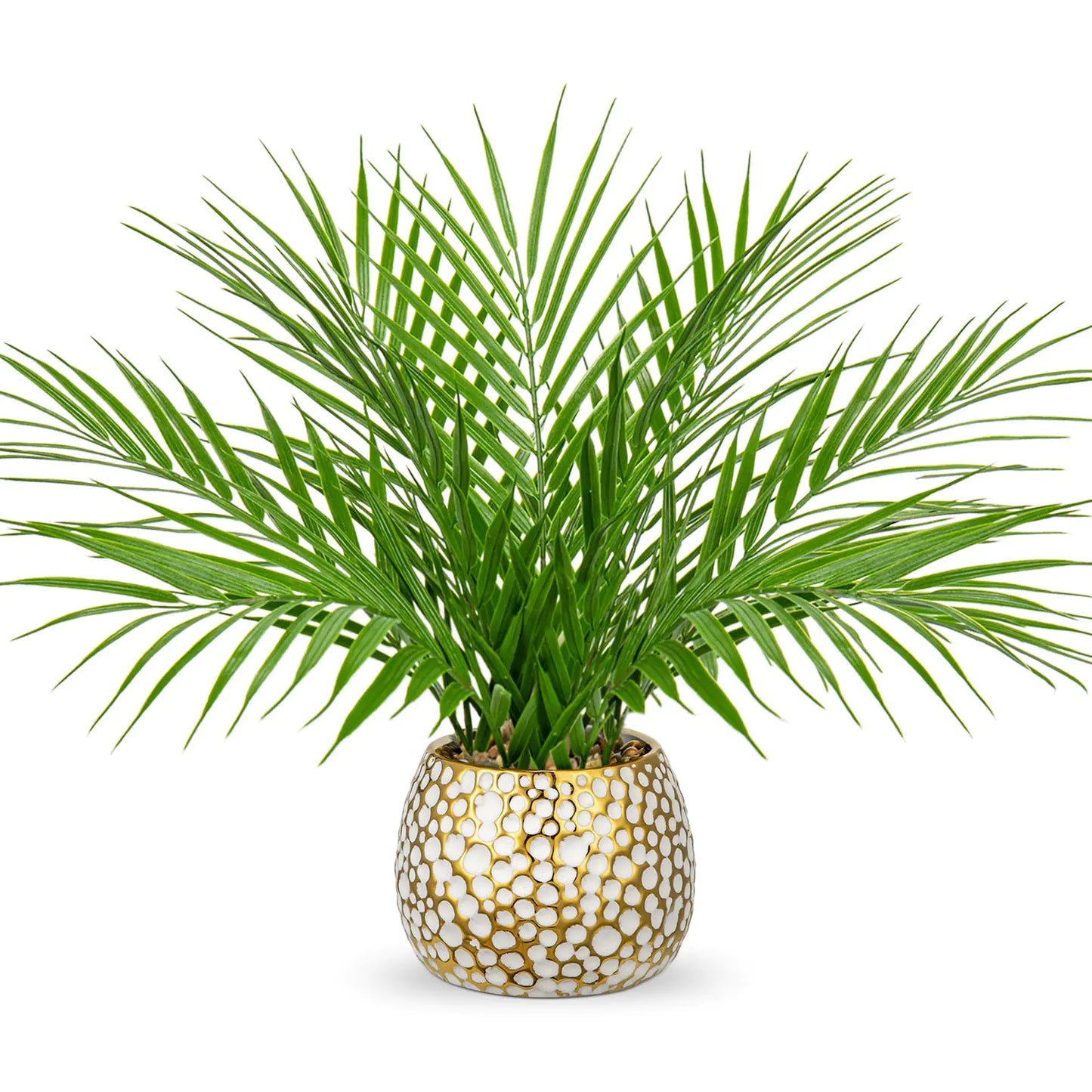 Potted palm plant with a decorative gold and white pot on a white background