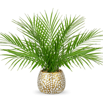 Potted palm plant with a decorative gold and white pot on a white background