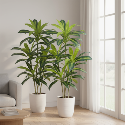 ZEEOZE Dracaena Trees - Corner Display
